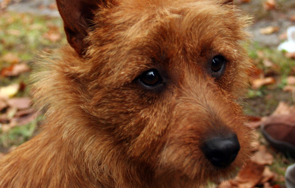 Австралийский терьер крупным планом