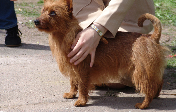 Австралийский терьер с хозяином