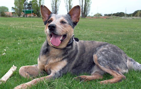 Австралийская пастушья собака устала
