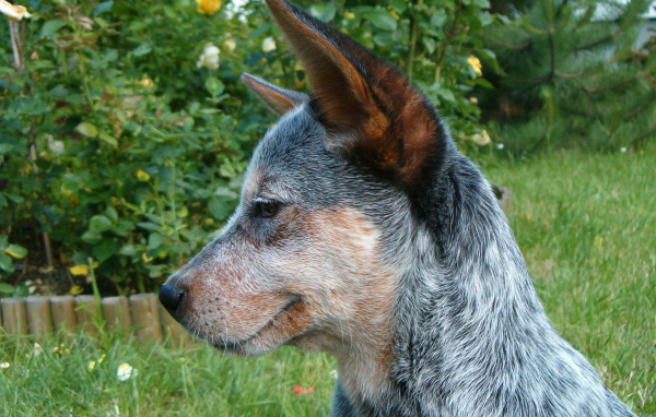 Щенок австралийской пастушьей собаки задумался