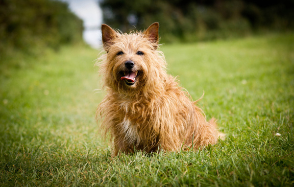 Австралийский терьер на траве