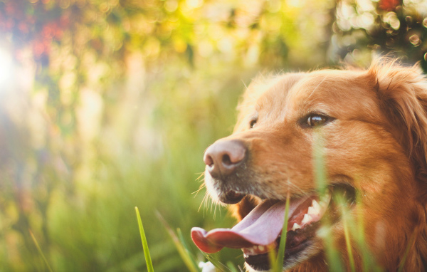 Потрясающий Золотой терьер на Солнце