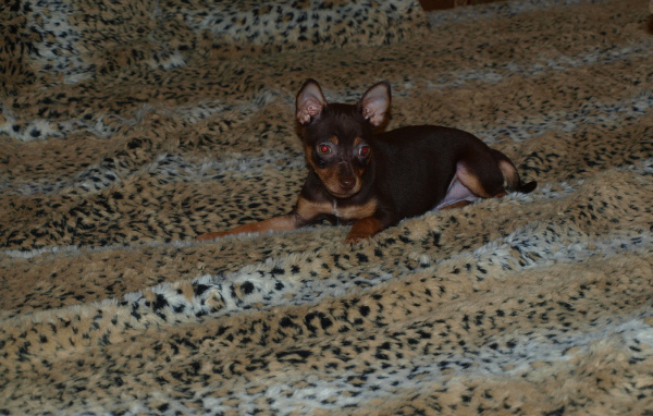 Младенец Карликовый пинчер на кровати