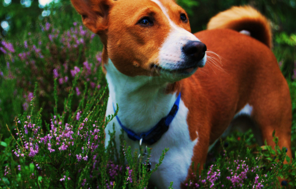 Собака породы басенджи среди цветов