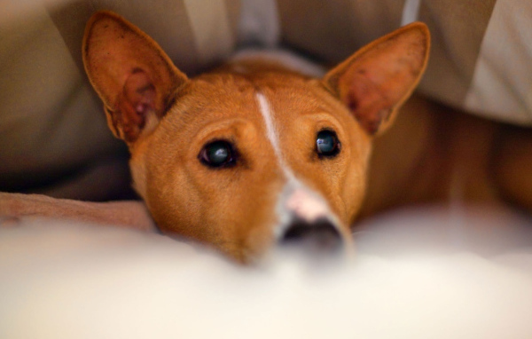 Собака породы басенджи спряталась под одеялом