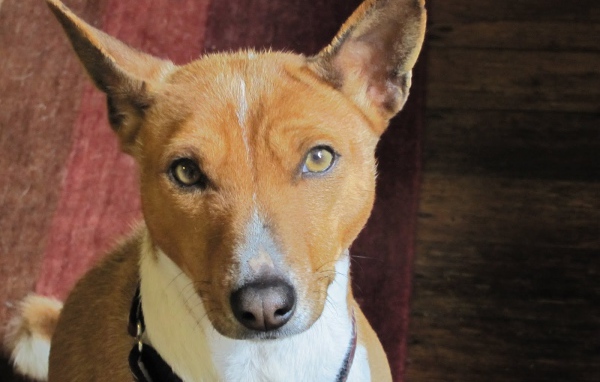Basenji breed dog portrait
