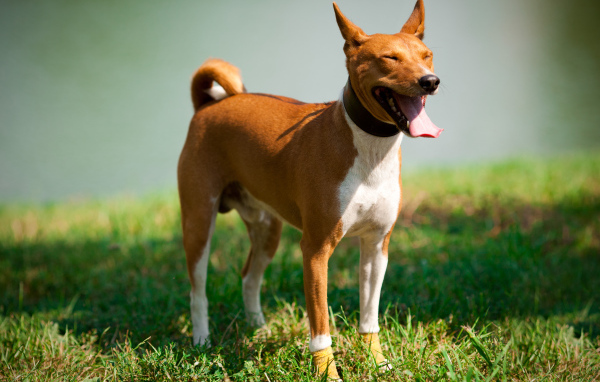 Собака породы басенджи щурится