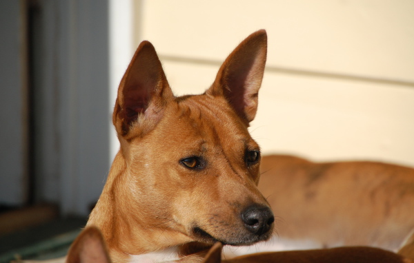 Собака породы басенджи пристально смотрит