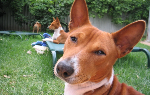 Собаки породы басенджи отдыхают во дворе