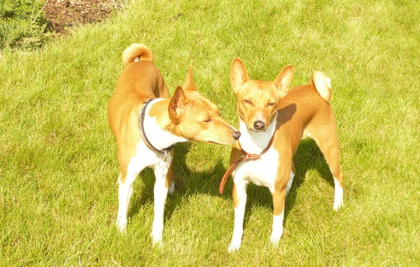 Две собаки породы басенджи на траве