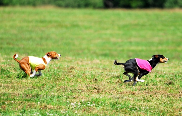 Собаки басенджи в погоне
