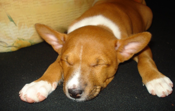 Щенок породы басенджи уснул