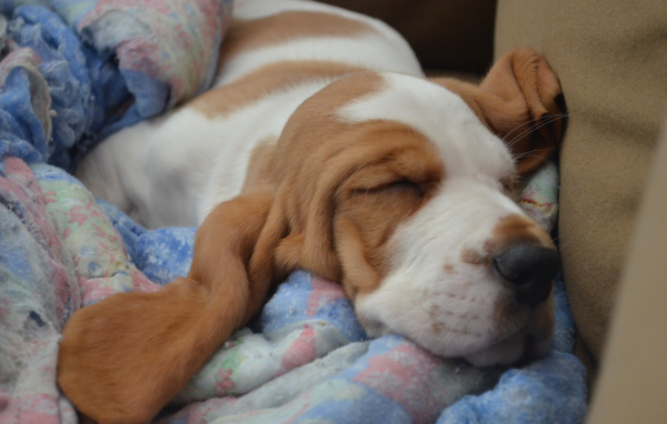 Бассет-хаунд крепко уснул на кровати
