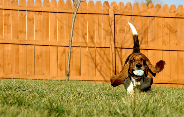 Бассет-хаунд играет с мячом
