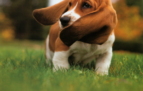Бассет-хаунд размахивает ушами