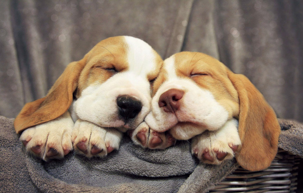 Щенки бассет-хаунда сладко спят