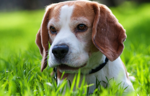 Милая собака породы бигль спряталась в траве