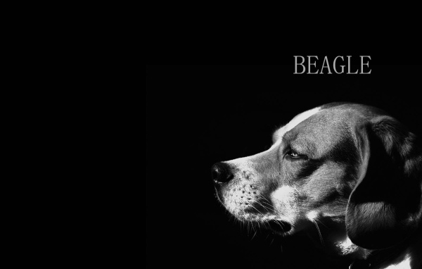 Собака породы бигль, чёрно-белая картинка