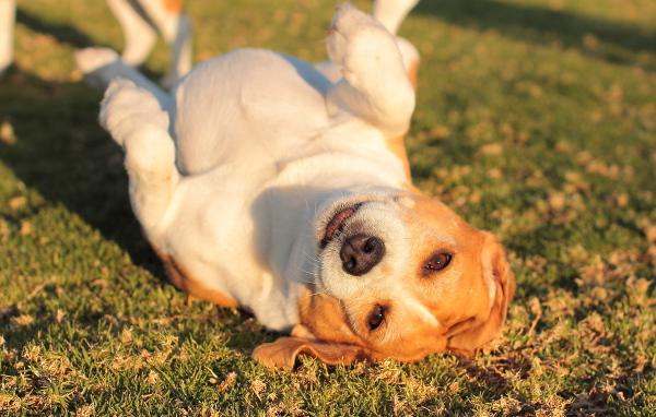 Собака породы бигль развалилась на траве