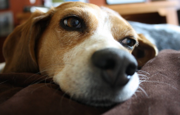 Собака породы бигль мечтает о косточке