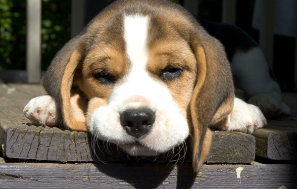 Собака породы бигль грустит