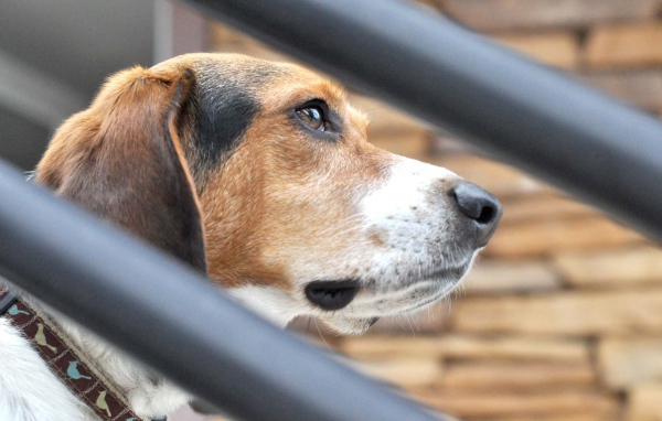 Собака породы бигль о чём-то задумалась