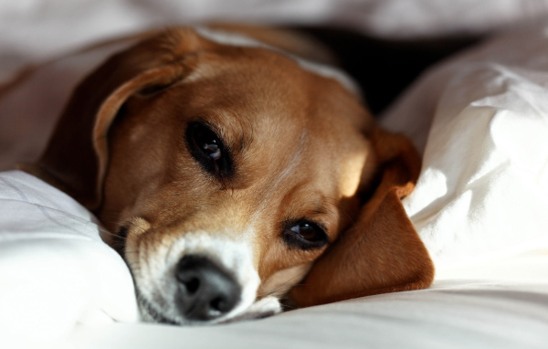 Собака породы бигль отдыхает на хозяйской кровати