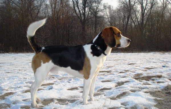 Собака породы бигль кого-то увидела зимой