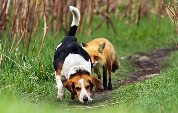 Beagle dog took the wrong trail