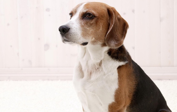 Собака породы бигль ждёт команду