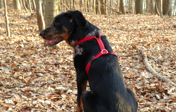 Босерон в осеннем лесу