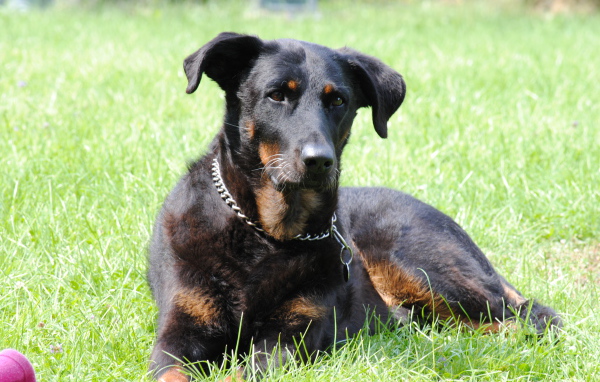 Красивый босерон лежит во дворе дома