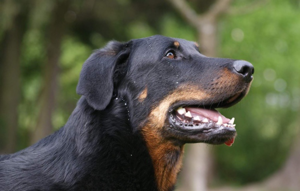 Босерон на фоне деревьев