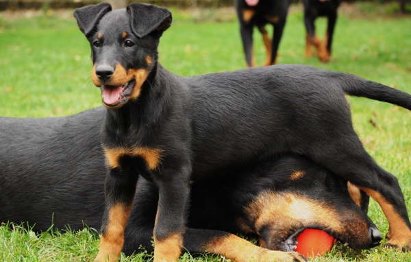Щенок босерона и его мама