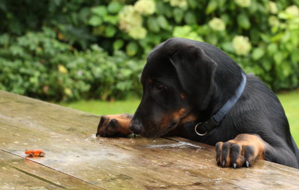 Щенок босерона что-то нашёл на столе