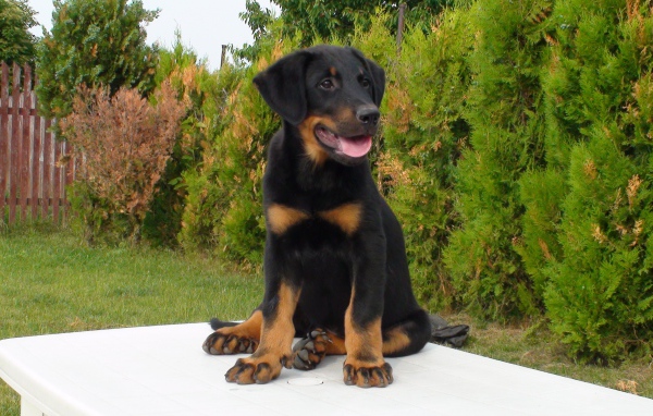 Щенок босерона  сидит на столе