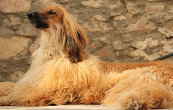 Красивая афганская борзая лежит на полу