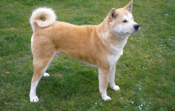 Красивая акита-ину на природе