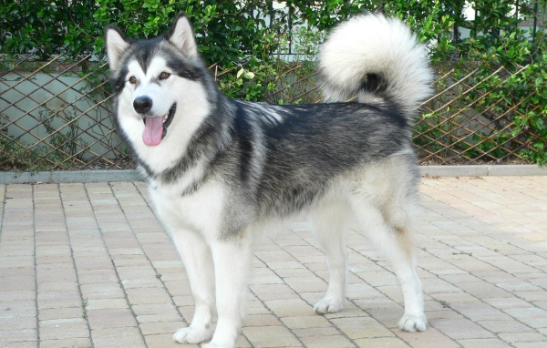 Красивый аляскинский маламут