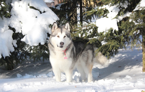 Красивый аляскинский маламут стоит в сугробе