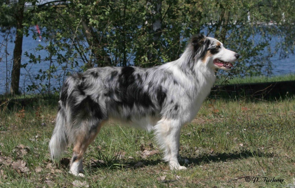 Красивая австралийская овчарка