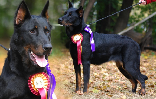 Красивый босерон  и его награды
