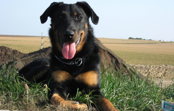 Красивый босерон лежит на фоне поля