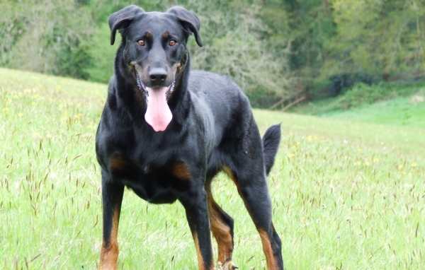 Красивый босерон стоит на поляне