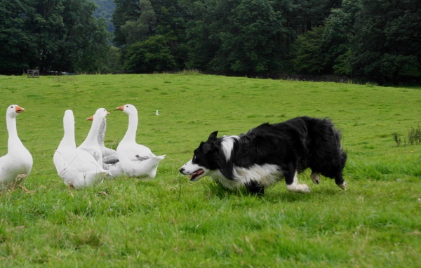 Красивая бордер-колли пасёт гусей