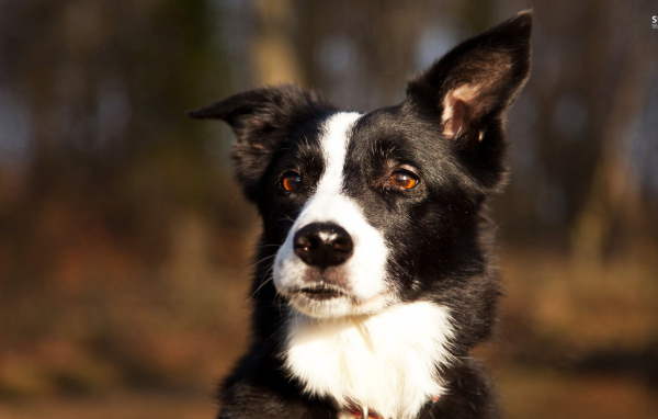 Красивая бордер-колли прислушалась