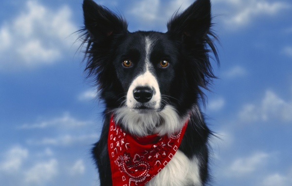 Красивая бордер-колли на фоне неба