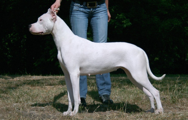 Красивый аргентинский дог