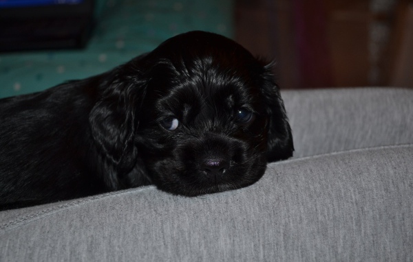 Красивый щенок американского кокер-спаниеля