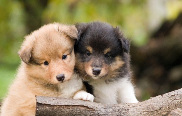 Красивые щенки породы шелти